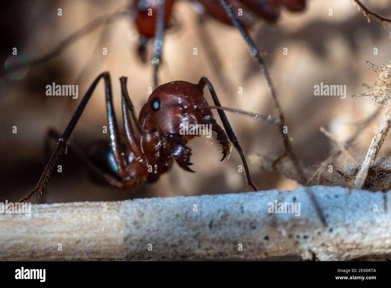 Sahara Desert Ameisen (Cataglyphis nodus) sehr nah Makrofotografie beschäftigt arbeiten, Vereinigte Arabische Emirate. Teamwork harte Arbeit und Einfallsreichtum con Stockfoto