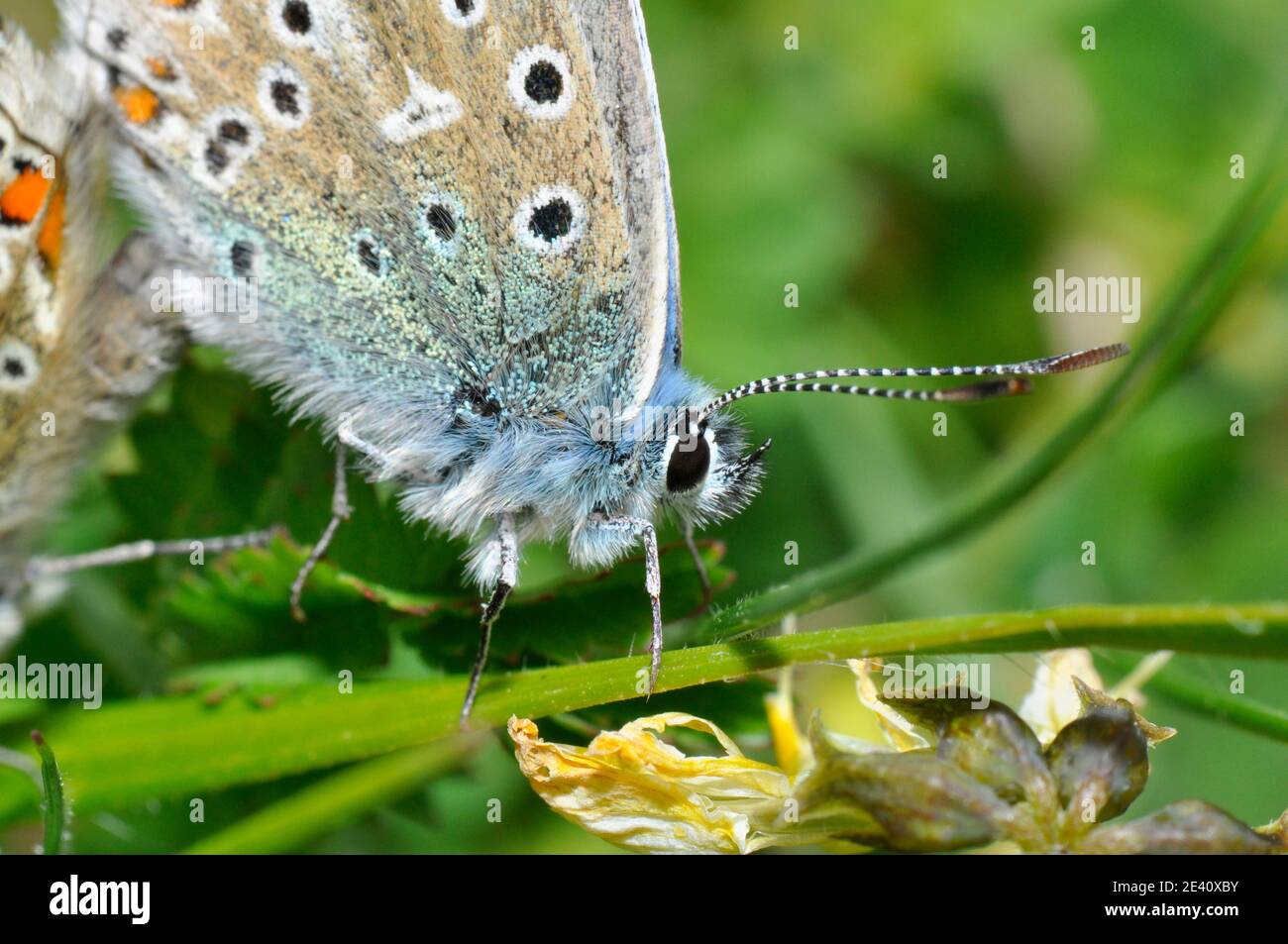 Adonis Blue Butterfly 'Polyommatus bellargus' Paarungspaar, männliche Nahaufnahme, Kalksteingrasland, Horseshoe vetch, Wiltshire, England, Großbritannien Stockfoto