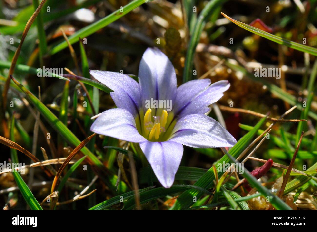 Sand crocus 'Romulea columnae' gefunden in enger Rasen auf Sanddünen, Blumen April bis Mai, selten, kleine Blumen, Dawlish Warren. Devon, Großbritannien Stockfoto