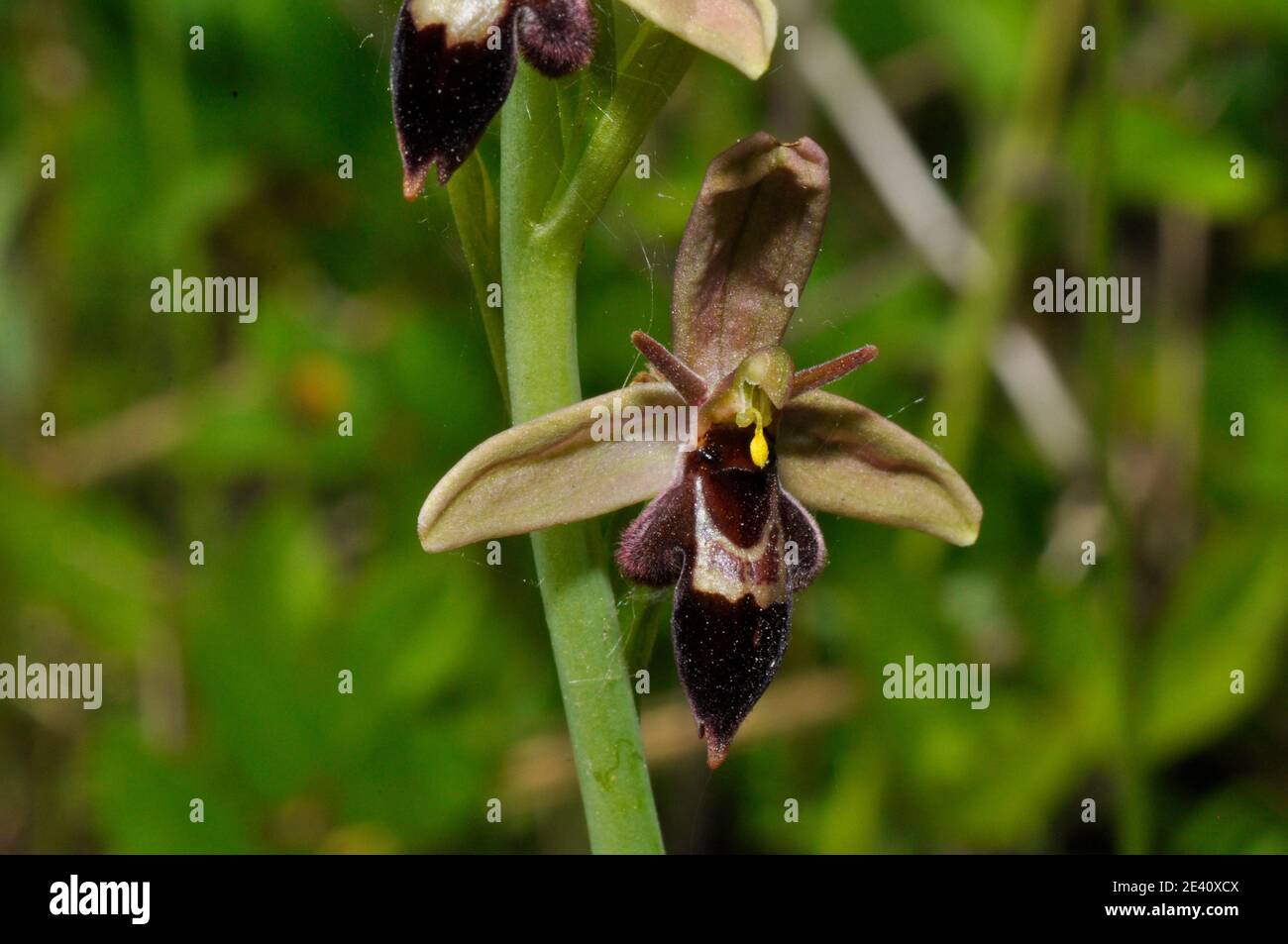 Biene Fly Hybrid Orchid, Kleiner Bär wie Aussehen, kalziumreicher Boden, Blumen Juni, Stockfoto