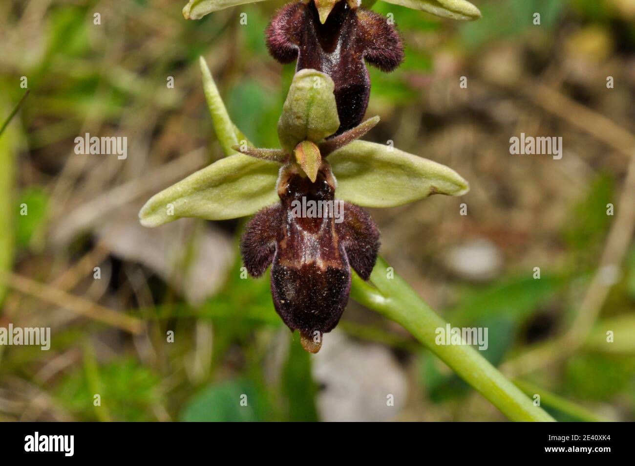 Biene Fly Hybrid Orchid, Kleiner Bär wie Aussehen, kalziumreicher Boden, Blumen Juni, Stockfoto