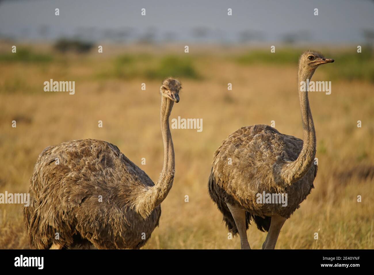 Zwei Strauße sind auf dem Gras. Einer der Augen schaute auf die Kamera. Viele Tiere wandern zum Masai Mara National Wildlife Refug Stockfoto