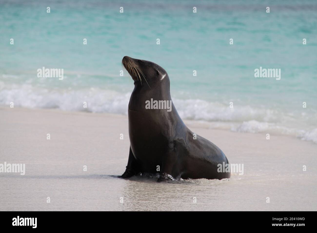 Seelöwe der Galapagos-Inseln Stockfoto