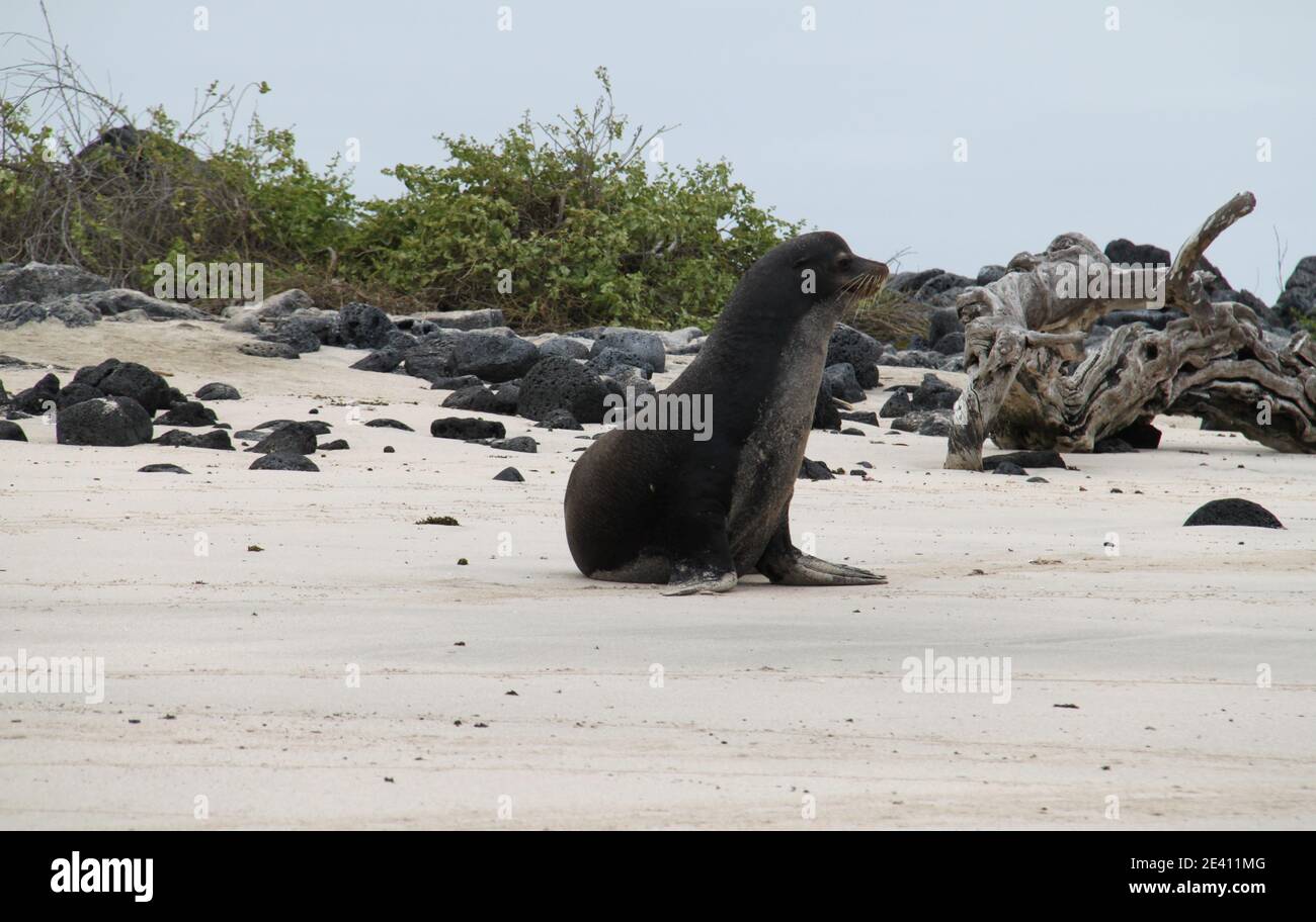 Seelöwe der Galapagos-Inseln Stockfoto