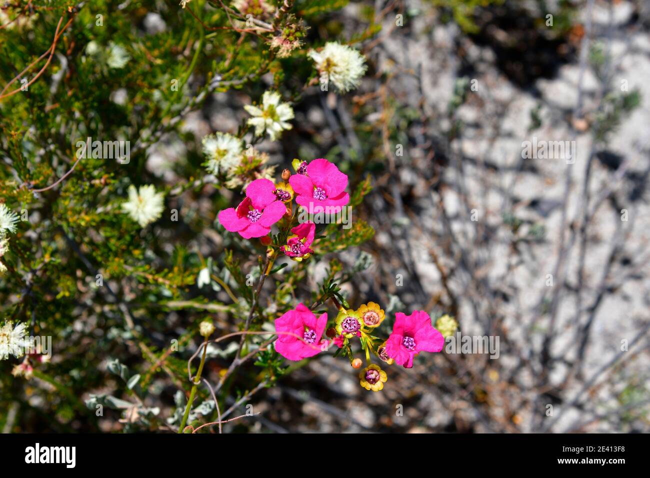 Australien, Sommerkopperkupups Stockfoto