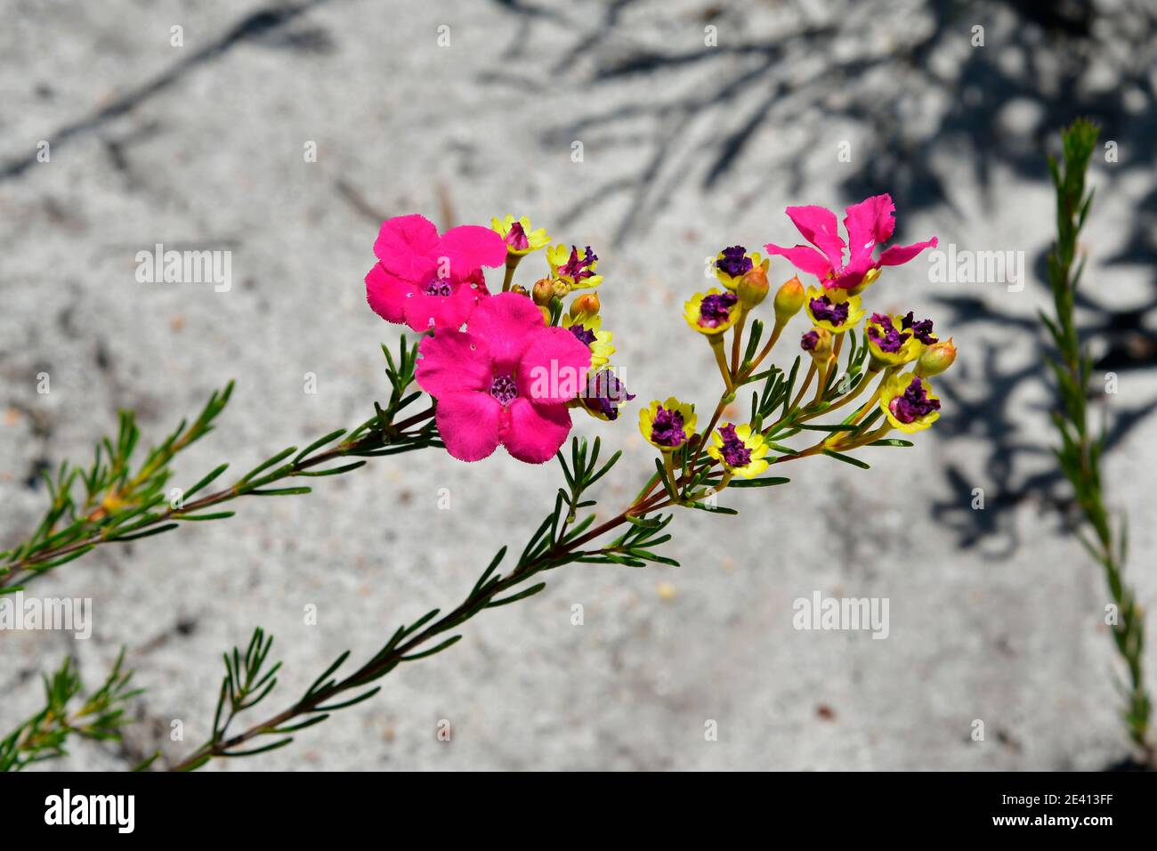 Australien, Sommerkopperkupups Stockfoto