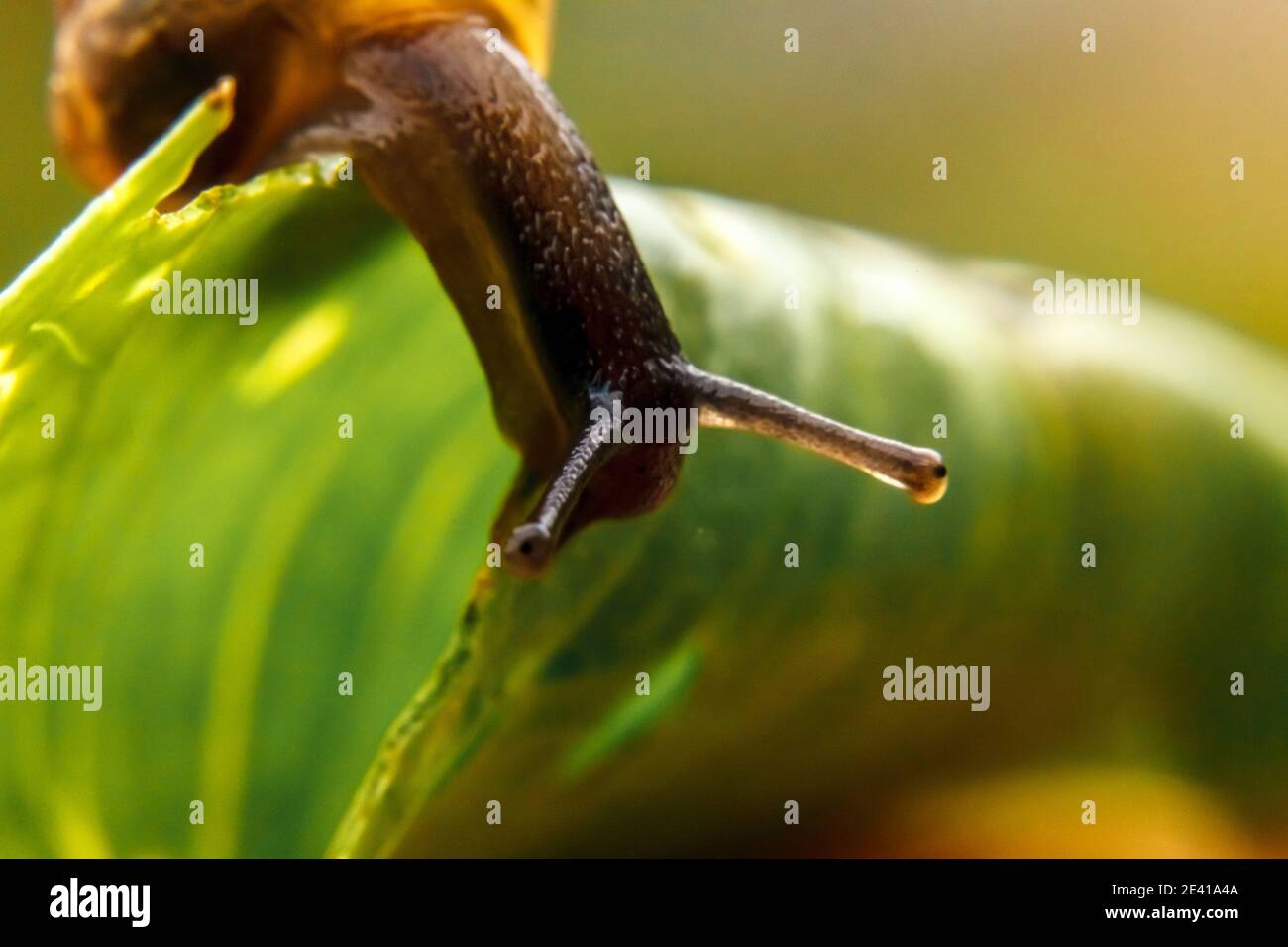 Schnecke Nahaufnahme Porträt. Kleine Schnecke in Muschel kriecht auf grünem Blatt im Garten. Inspirierende natürliche Frühling oder Sommer Hintergrund. Leben von Insekten. Mac Stockfoto