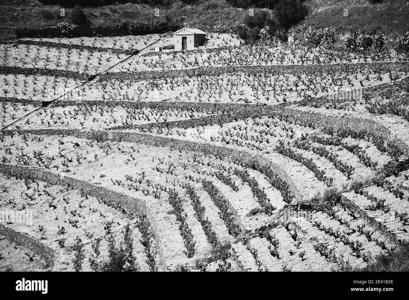 Steinhaus für Arbeitsgeräte im Weinberg im Languedoc Roussillon. Südfrankreich. Schwarz und Weiß. Stockfoto