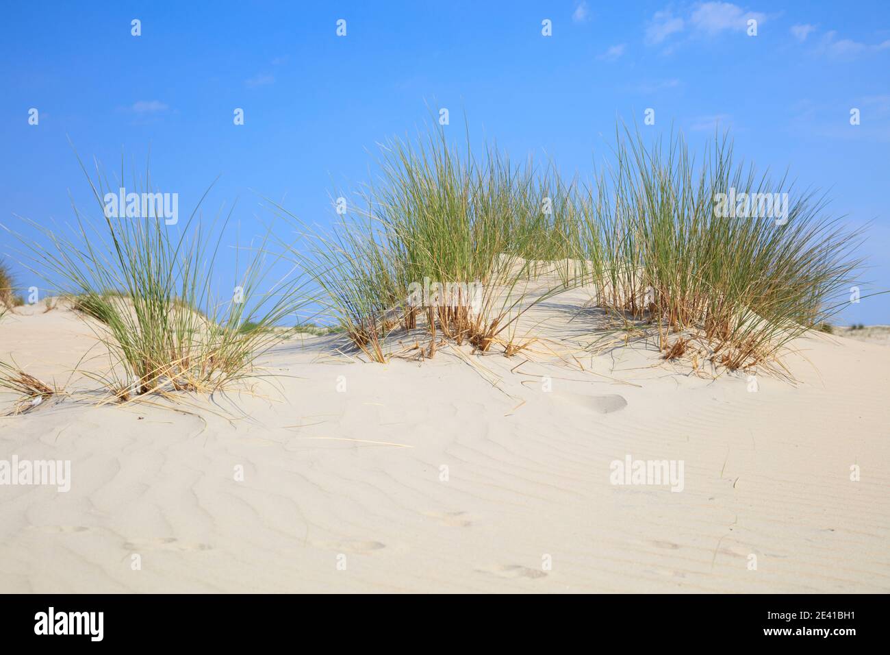 Dünenlandschaft, Borkum, Ostfriesische Insel, ostfriesland, Niedersachsen, Deutschland, Europa Stockfoto