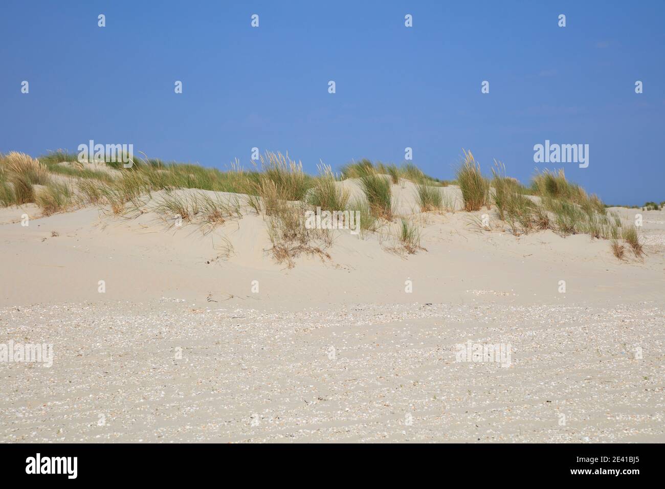 Dünenlandschaft, Borkum, Ostfriesische Insel, ostfriesland, Niedersachsen, Deutschland, Europa Stockfoto