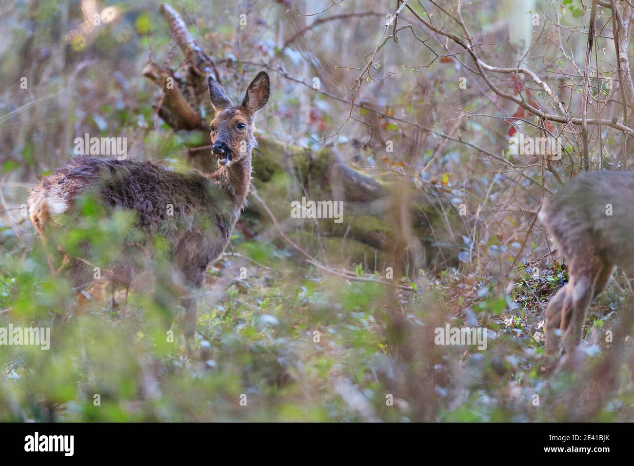 Rehe in ihrem natürlichen Lebensraum. Stockfoto