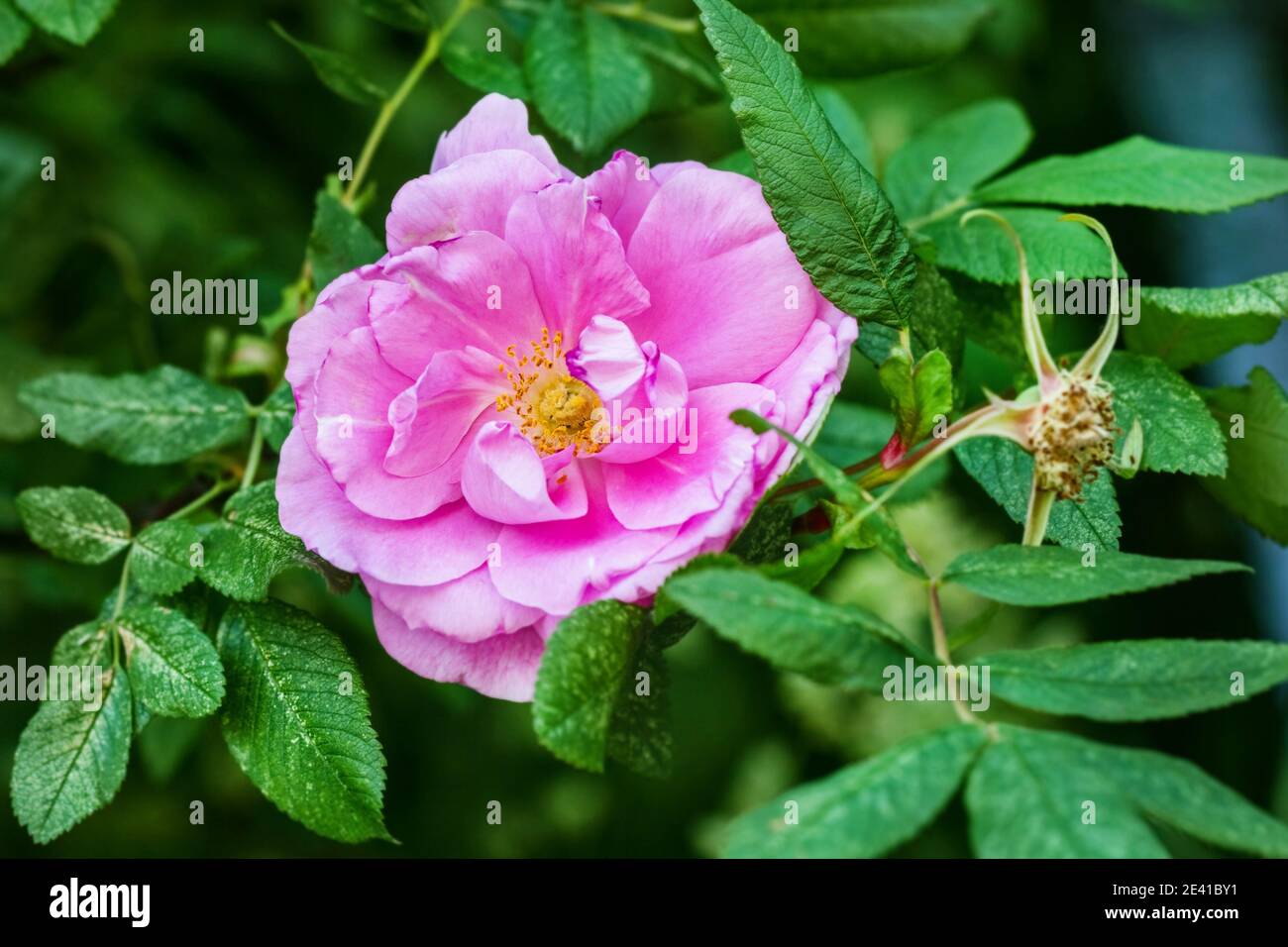 Echte charmante blühende Blume von rosa Hagebutte am Sommertag Stockfoto