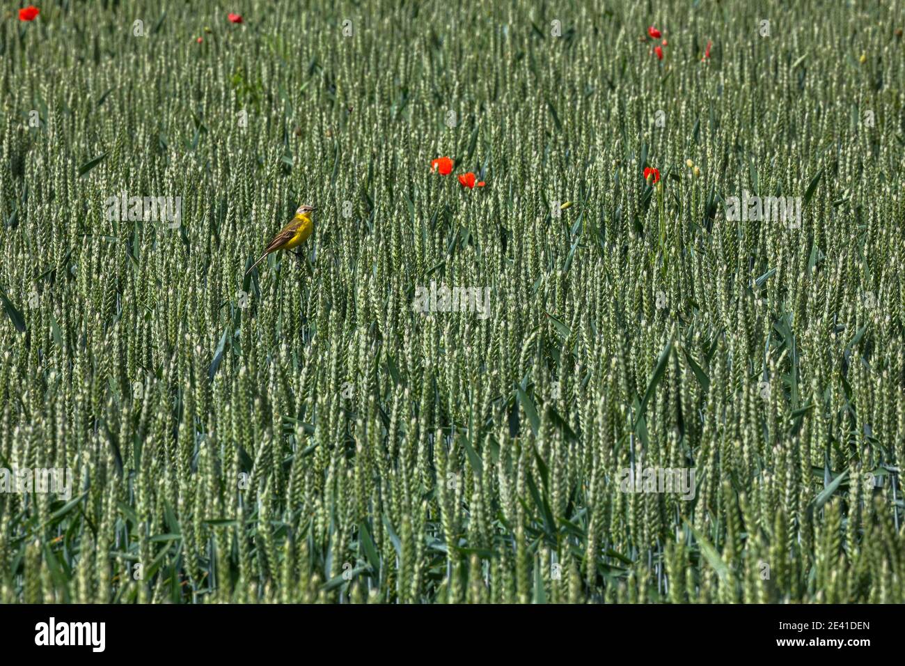 Gelbe Bachstelze (Motacilla flava) im Gerstenfeld, Northumberland, Großbritannien Stockfoto