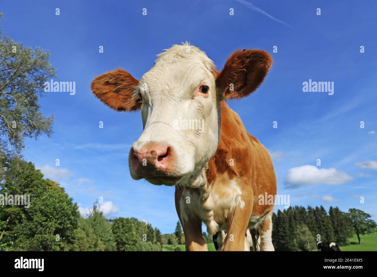 Fleckvieh Kuh auf der Wiese Stockfoto