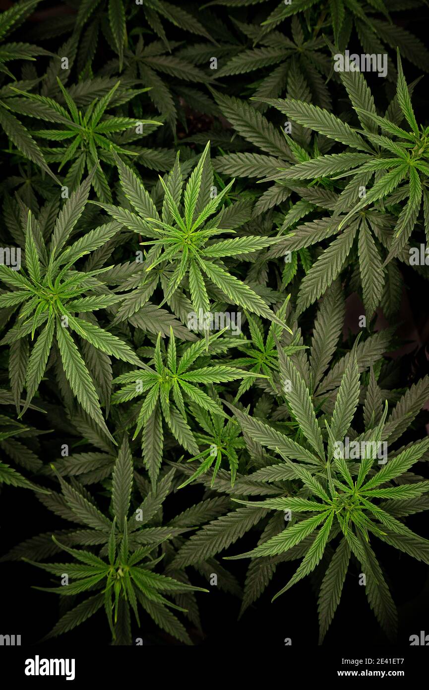 Cannabisbusch mit dichtem grünem Laub aus der Nähe von oben Stockfoto