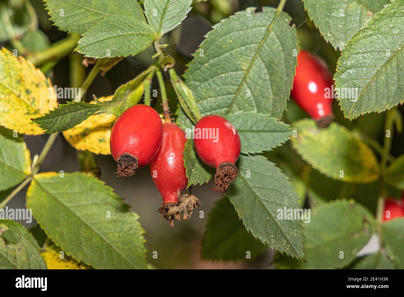 Hunderose (Rosa canina), reife Früchte, Hagebutten, Deutschland, Bayern Stockfoto