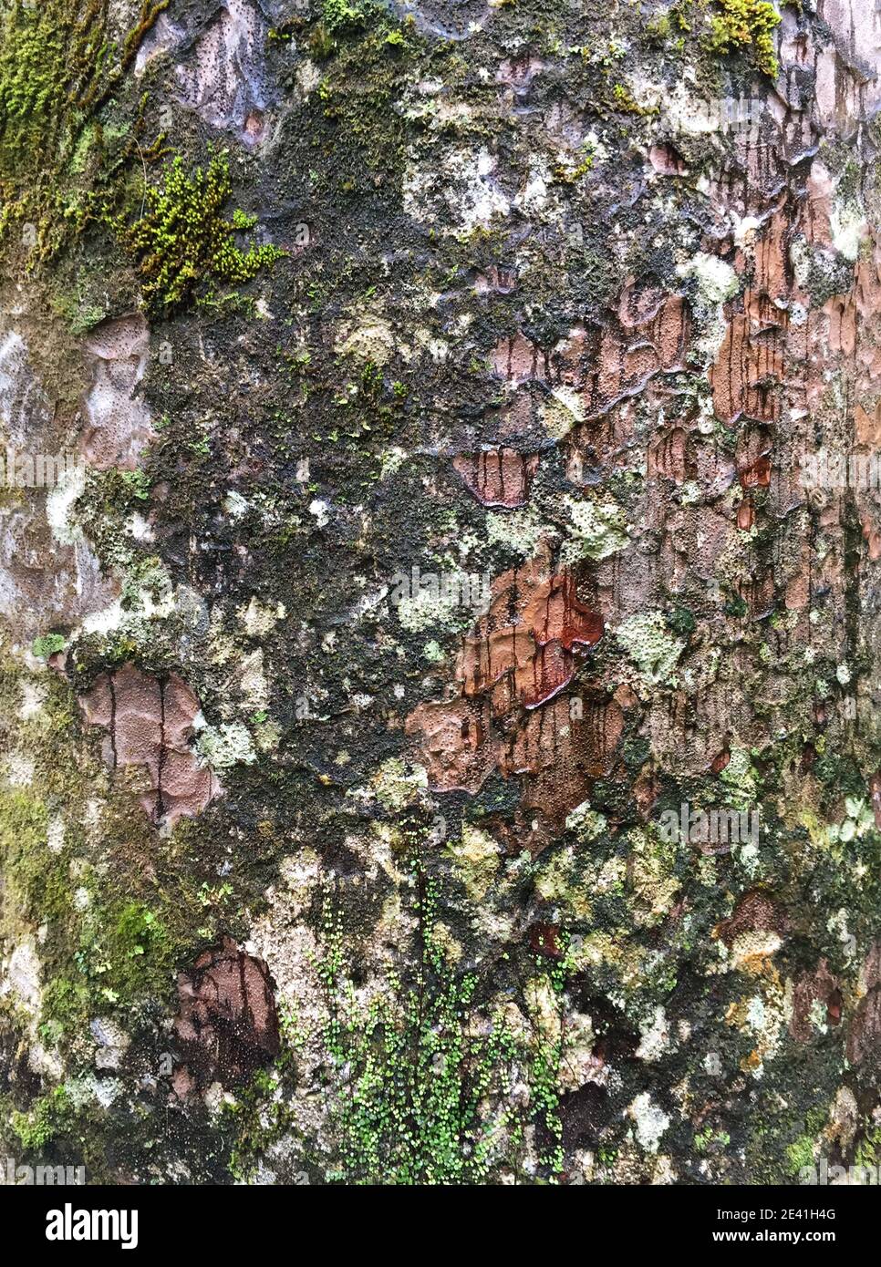 Kauri Pine (Agathis australis), bunte moosbedeckte Rinde des Kauri Stammes im Waipoua Forest, Neuseeland, Nordinsel, Waipoua Forest Stockfoto