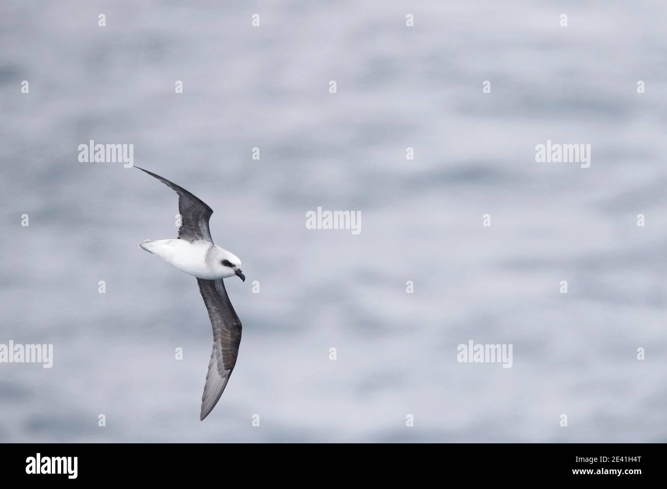 Weißkopfsturmvogel (Pterodroma lessonii), im Flug über dem subantarktischen pazifischen Ozean, Seitenansicht, Neuseeland, Campbell-Inseln Stockfoto