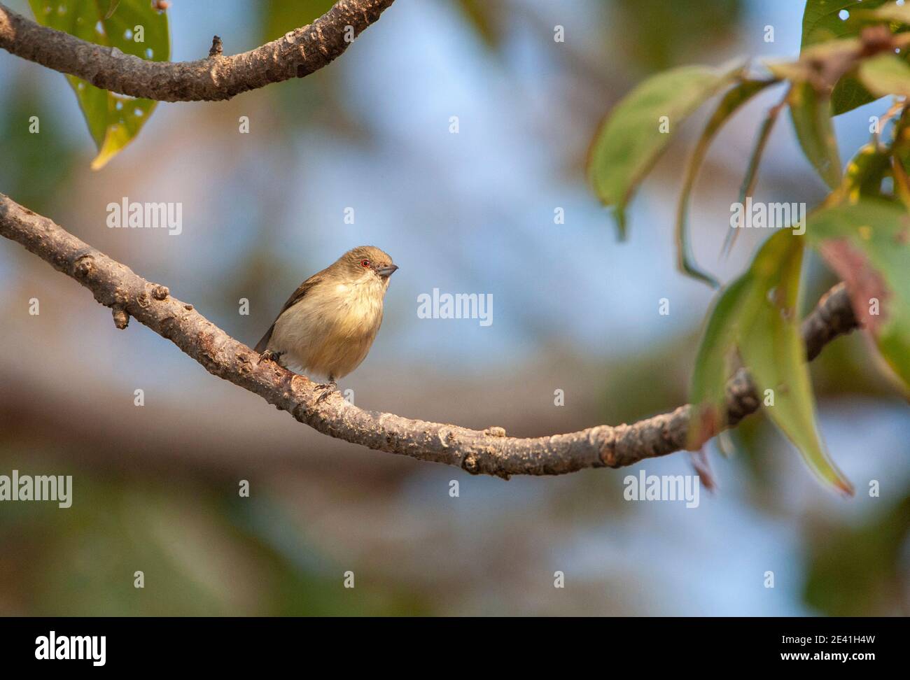 Dickschnabelspecht (Dicaeum agile, Piprisoma squalidum), thront auf einem Zweig, Indien, Madhya Pradesh, Bandhavgarh National Park Stockfoto