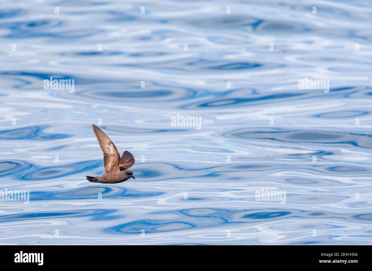 Aschiger Sturmsturmsturmsturmvogel (Oceanodroma homochroa), im Flug über den pazifischen Ozean, USA, Kalifornien, Half Moon Bay Stockfoto