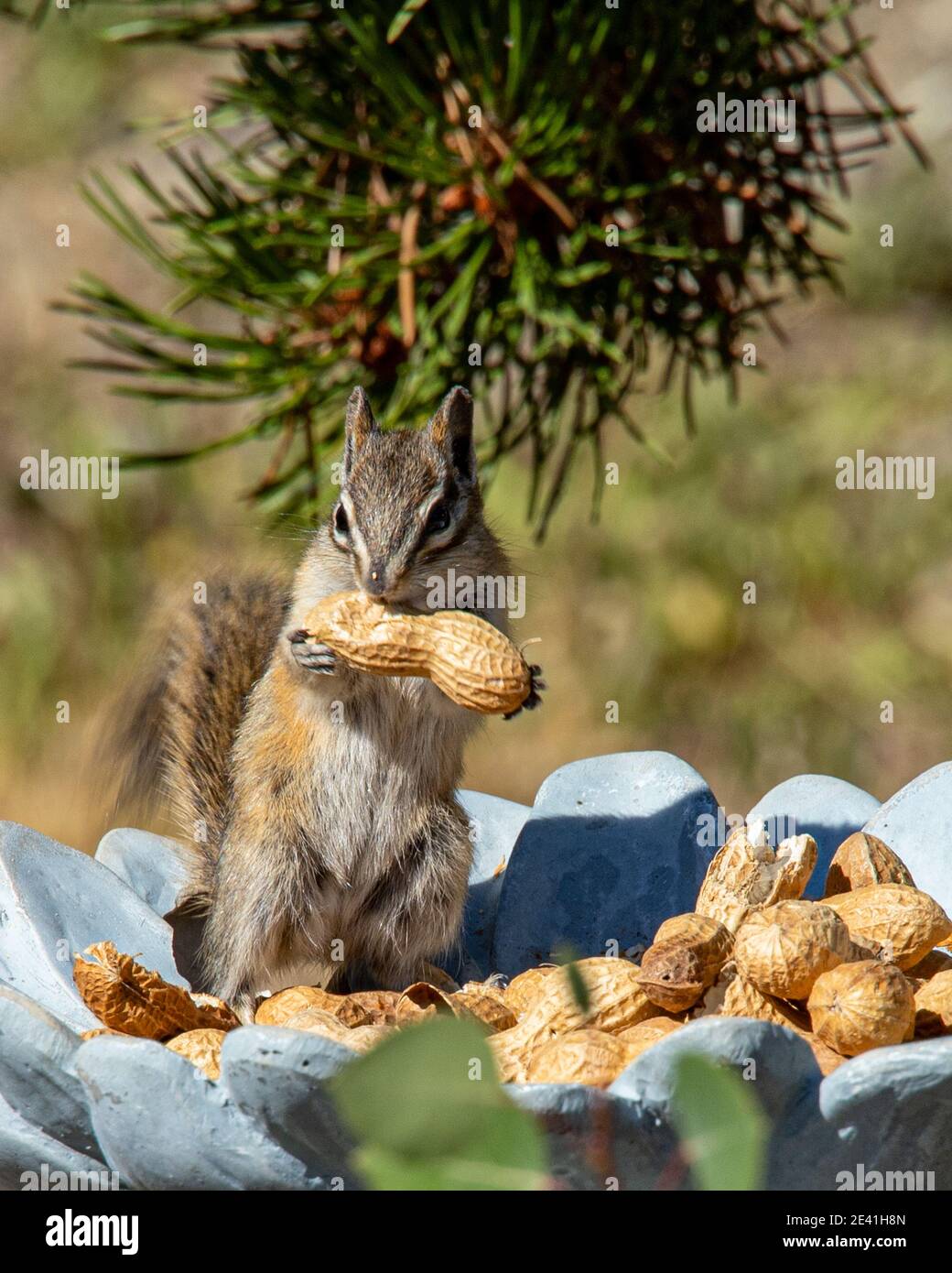 Chipmunks schlagen eine Pose Stockfoto