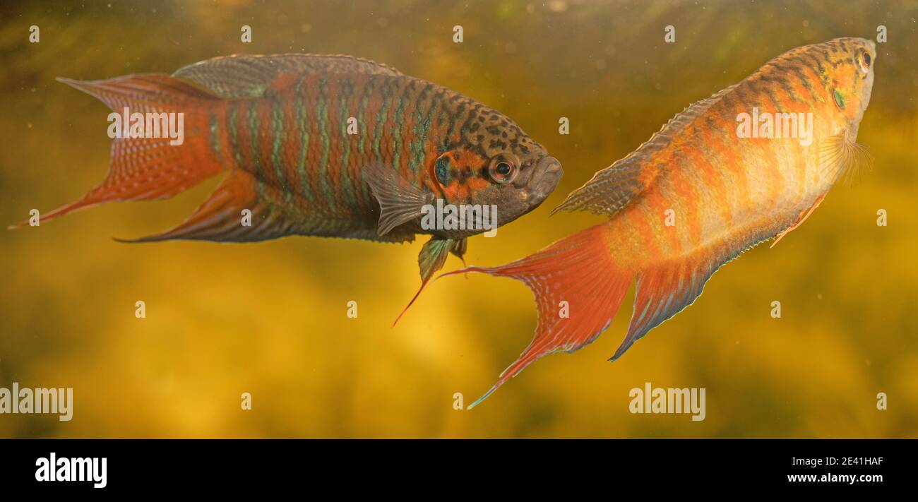 Paradiesfisch, Paradiesfisch, Paradiesgurami (Macropodus opercularis), Paar mit nupuler Färbung Stockfoto
