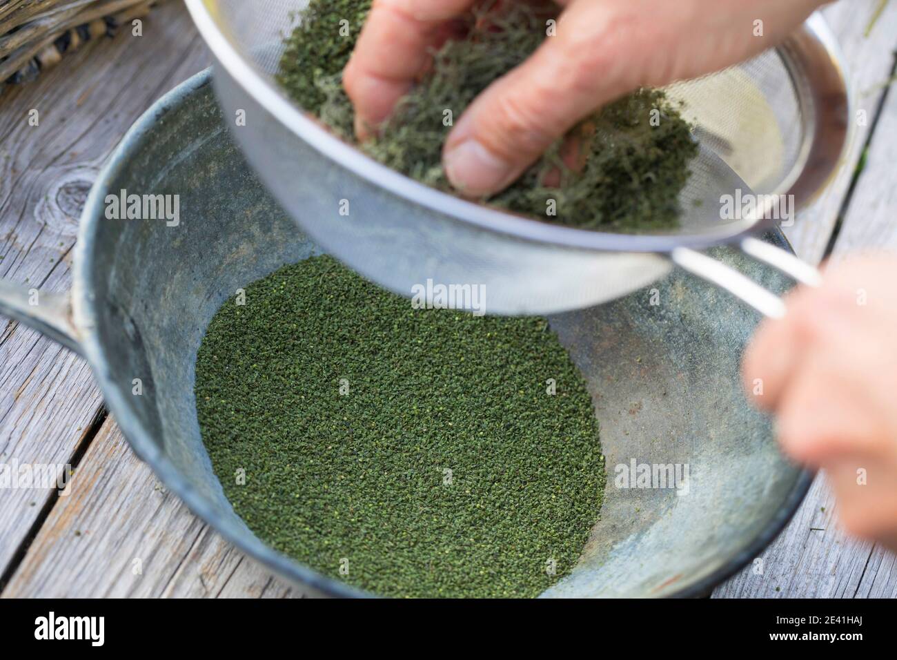 Brennnessel (Urtica dioica), getrocknete Samen werden durch ein Küchensieb gesiebt, gereinigt, Deutschland Stockfoto
