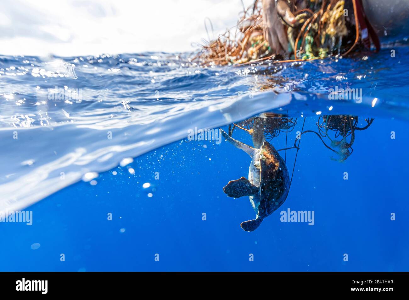 Karettschildkröte, Karettschildkröte (Caretta caretta), gefangen in einem frei schwebenden Geisternetz, Azoren, Pico Stockfoto