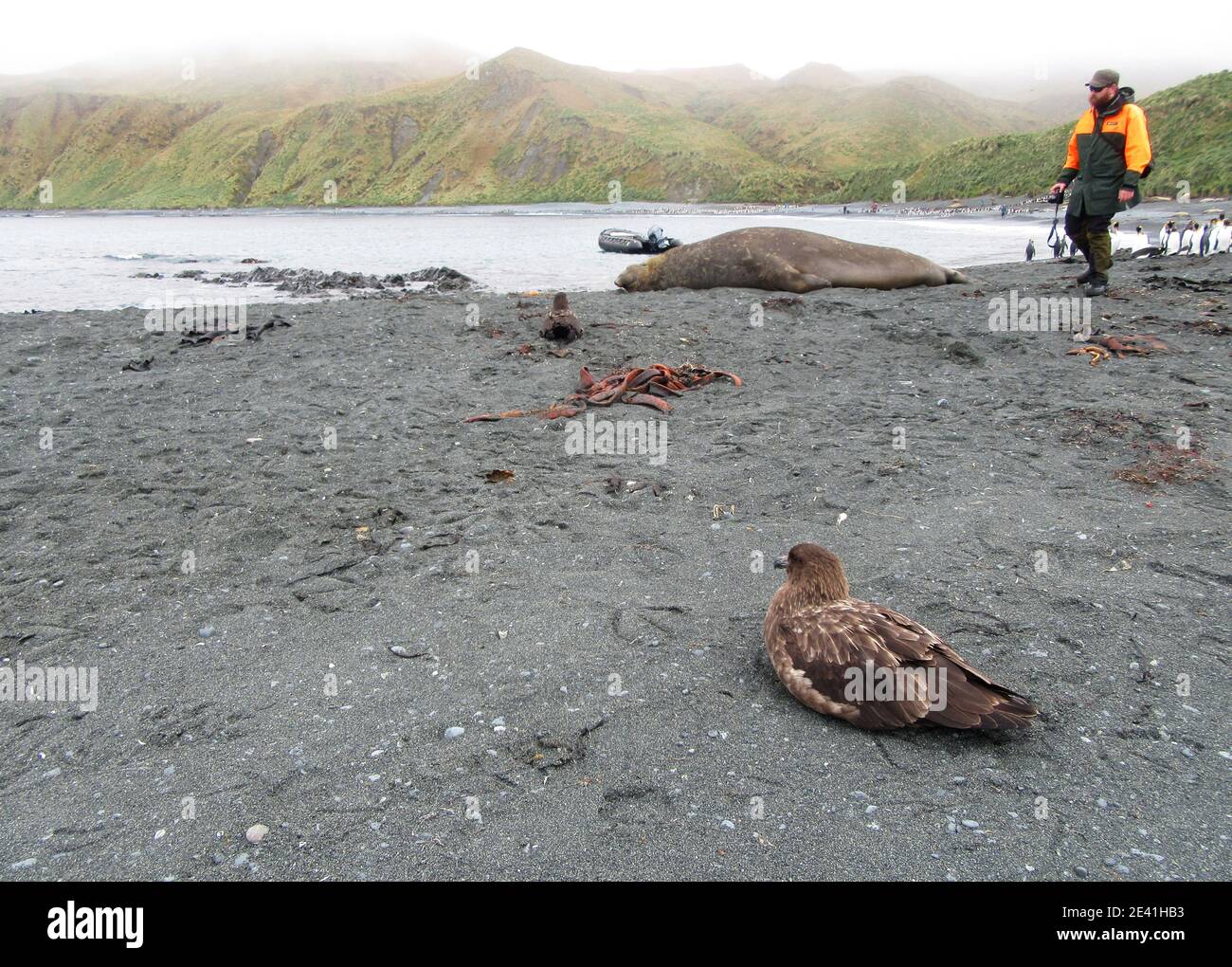 Lonnberg's skua, Brown skua (Stercorarius antarcticus lonnbergi, Stercorarius lonnbergi), die sich an der Küste ausruhen, Öko-Tourist, der entlang schlendert Stockfoto