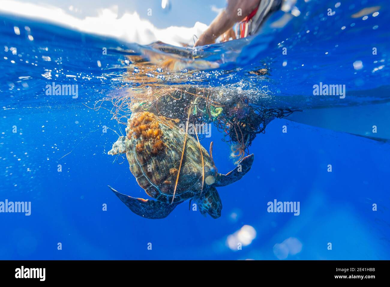 Karettschildkröte, Karettschildkröte (Caretta caretta), gefangen in einem frei schwebenden Geisternetz, Azoren, Pico Stockfoto