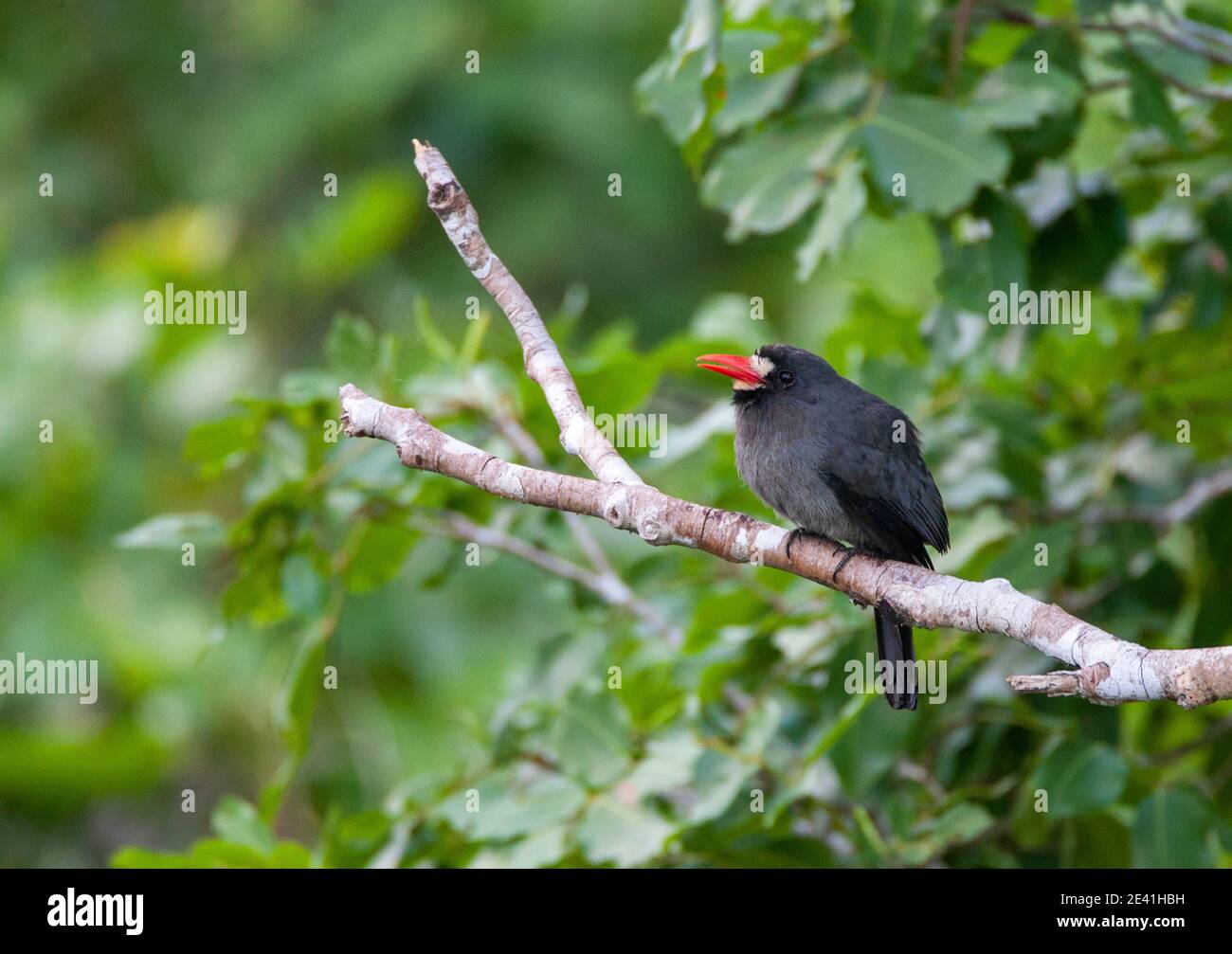Weißstirnvogel (Monasa morphoeus), thront im Baldachin des Amazonas-Regenwaldes, Calling , Peru Stockfoto