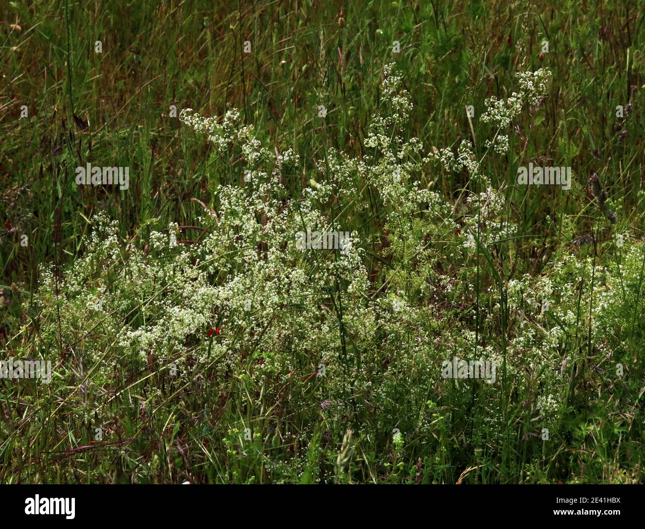 Große Hecke Bettstroh, glatt Bettstroh (Galium mollugo), blühend, Deutschland Stockfoto