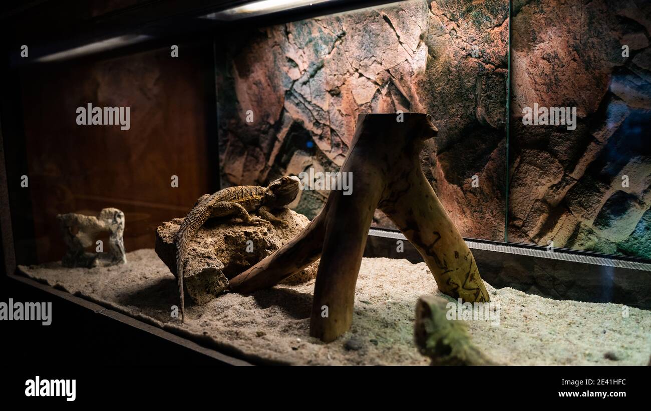 Agama auf dem Felsen im Terrarium Stockfoto