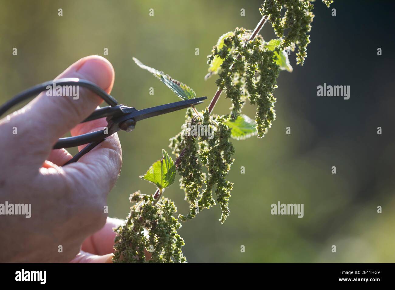 Brennnessel (Urtica dioica), weibliche Pflanze mit Samenköpfen wird mit einer Schere geerntet, Deutschland Stockfoto