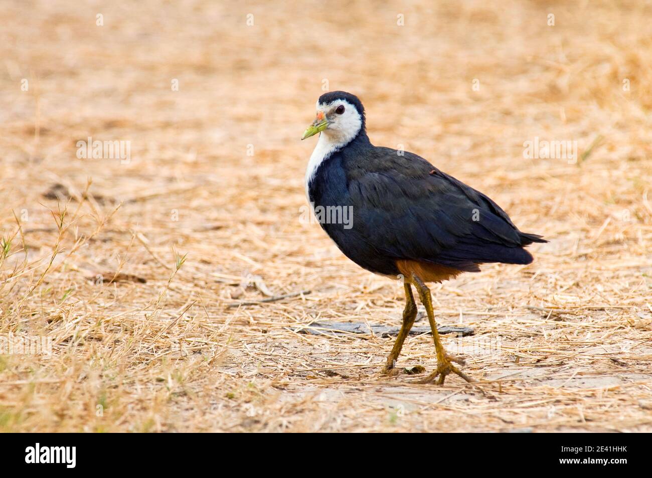 Weißbrusthuhn (Amaurornis phoenicurus), langsam tretend mit gespanntem Schwanz, Indien Stockfoto