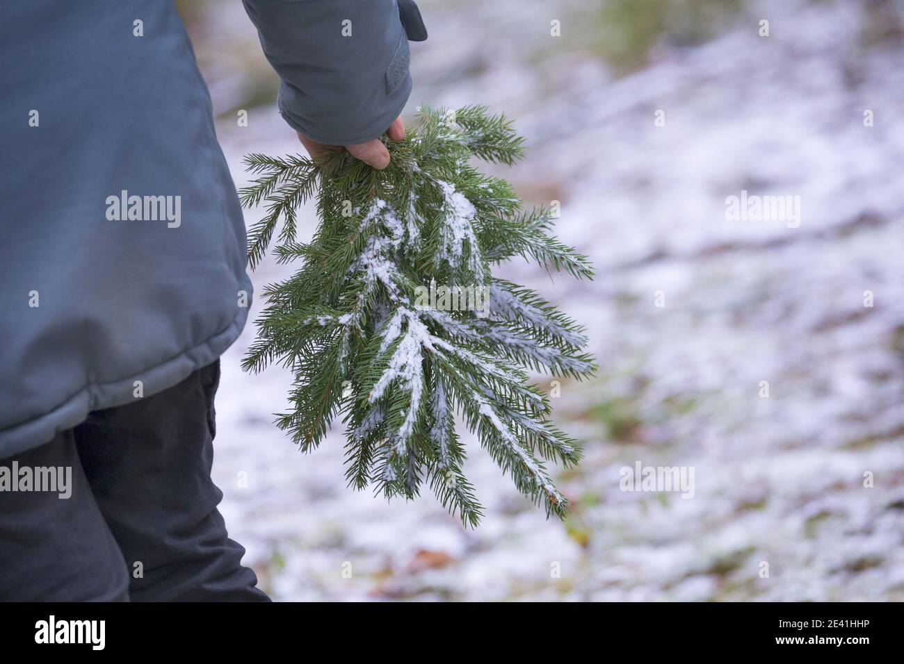 Norwegen Fichte (Picea abies), Fichtenzweige werden gesammelt, Deutschland Stockfoto