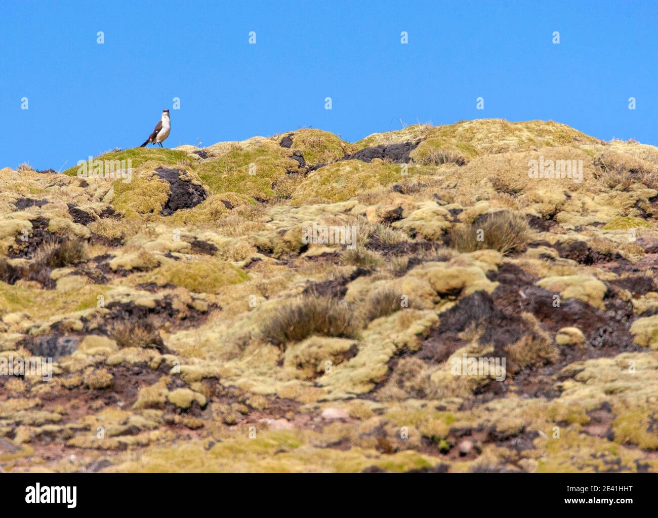 Weißbauchkindleine (Cinclodes palliatus), stehend auf einem Hügel in einem hohen Andenmoor, Peru, Anden, Marcapomacocha Stockfoto