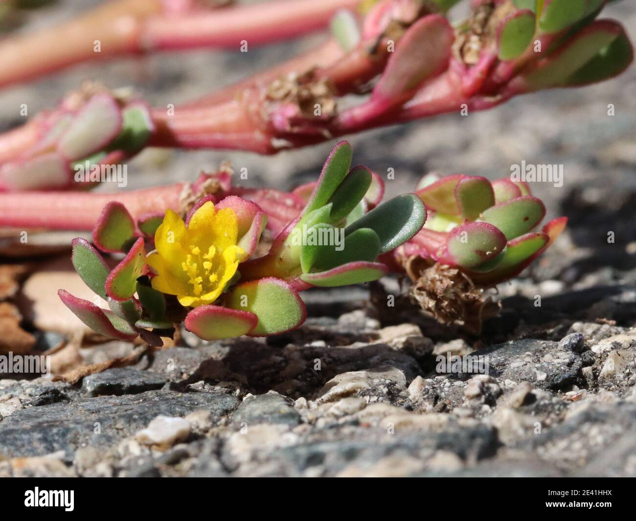Purslane, grüne Purslane (Portulaca oleracea), blühend am Straßenrand, Spanien, Balearen, Mallorca Stockfoto