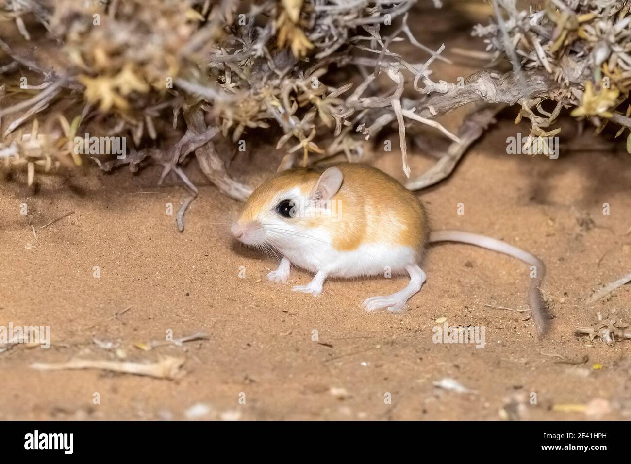 Kleine ägyptische Gerbil (Gerbillus gerbillus), sitzend in der Wüste auf sandigen Boden, Seitenansicht, Marokko, Westsahara, Oued Ed-Dahab, Imlili Stockfoto