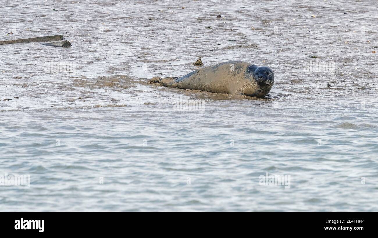 Hafenrobbe, Gemeine Robbe (Phoca vitulina), am Ufer liegend, Belgien, Westflandern Stockfoto