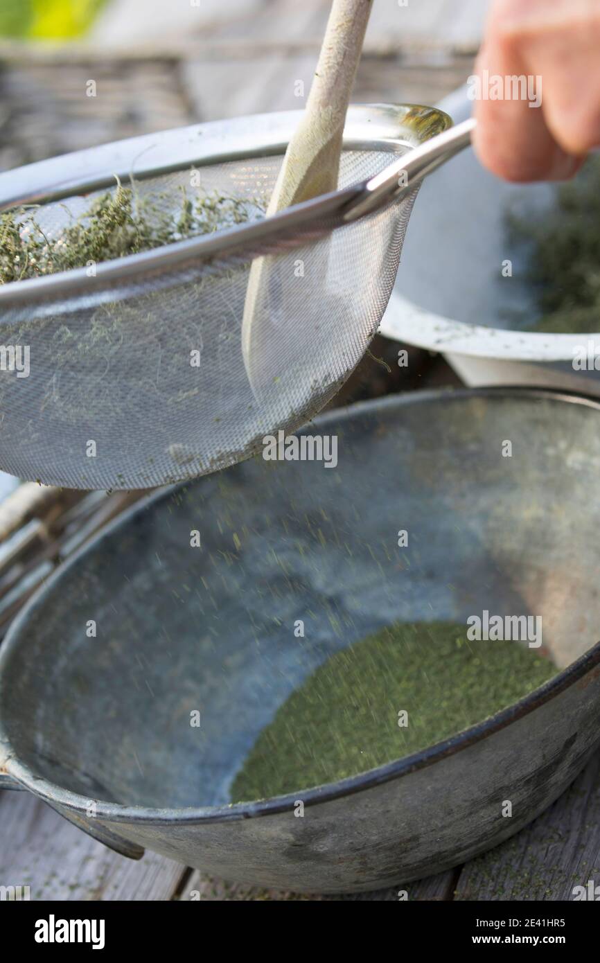 Brennnessel (Urtica dioica), getrocknete Samen werden durch ein Küchensieb gesiebt, gereinigt, Deutschland Stockfoto