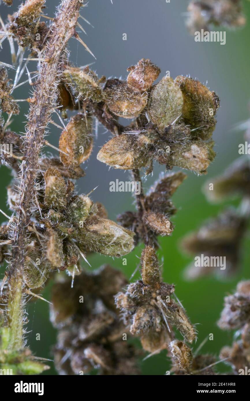 Brennnessel (Urtica dioica), weibliche Pflanze mit Früchten, Deutschland Stockfoto