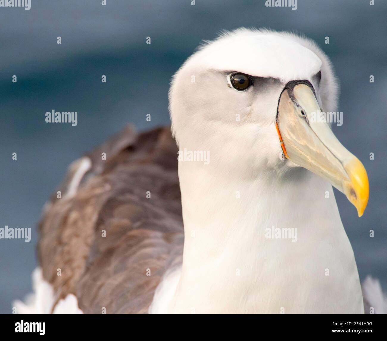 Albatross mit weißer Kappe (Thalassarche steadi, Thalassarche cauta steadi), Porträt, Neuseeland, Südinsel, Kaikoura Stockfoto