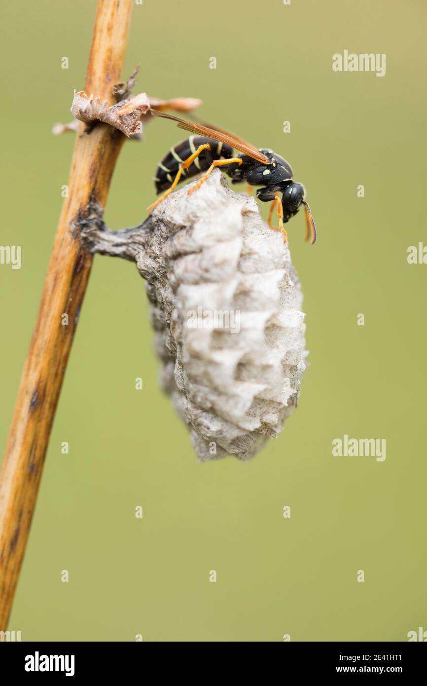 Polistes opinabilis Fotos und Bildmaterial in hoher Auflösung Alamy