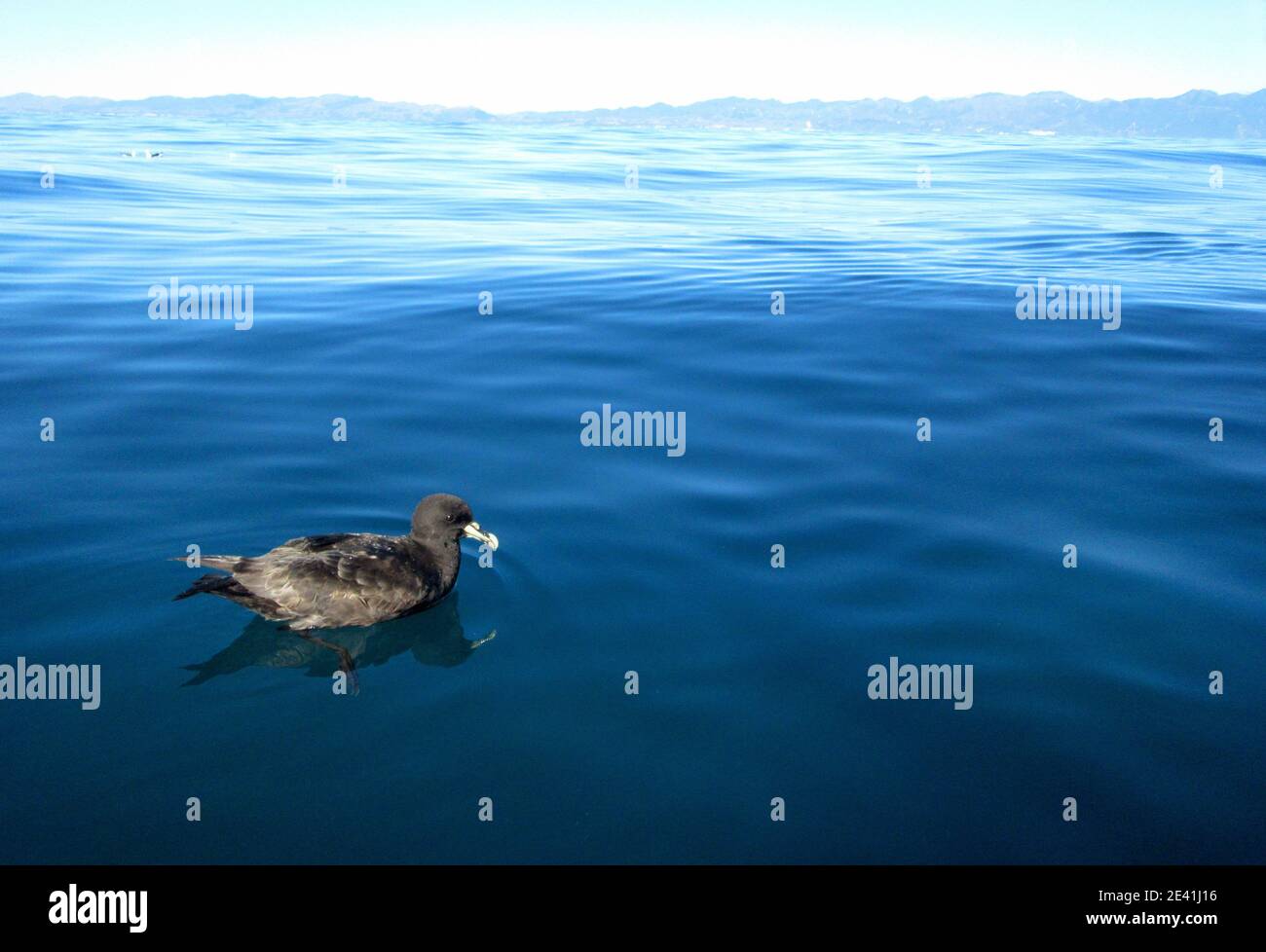 Weißkinn-Sturmvogel (Procellaria aequinoctialis), schwimmend auf dem Südpazifik, Neuseeland Stockfoto