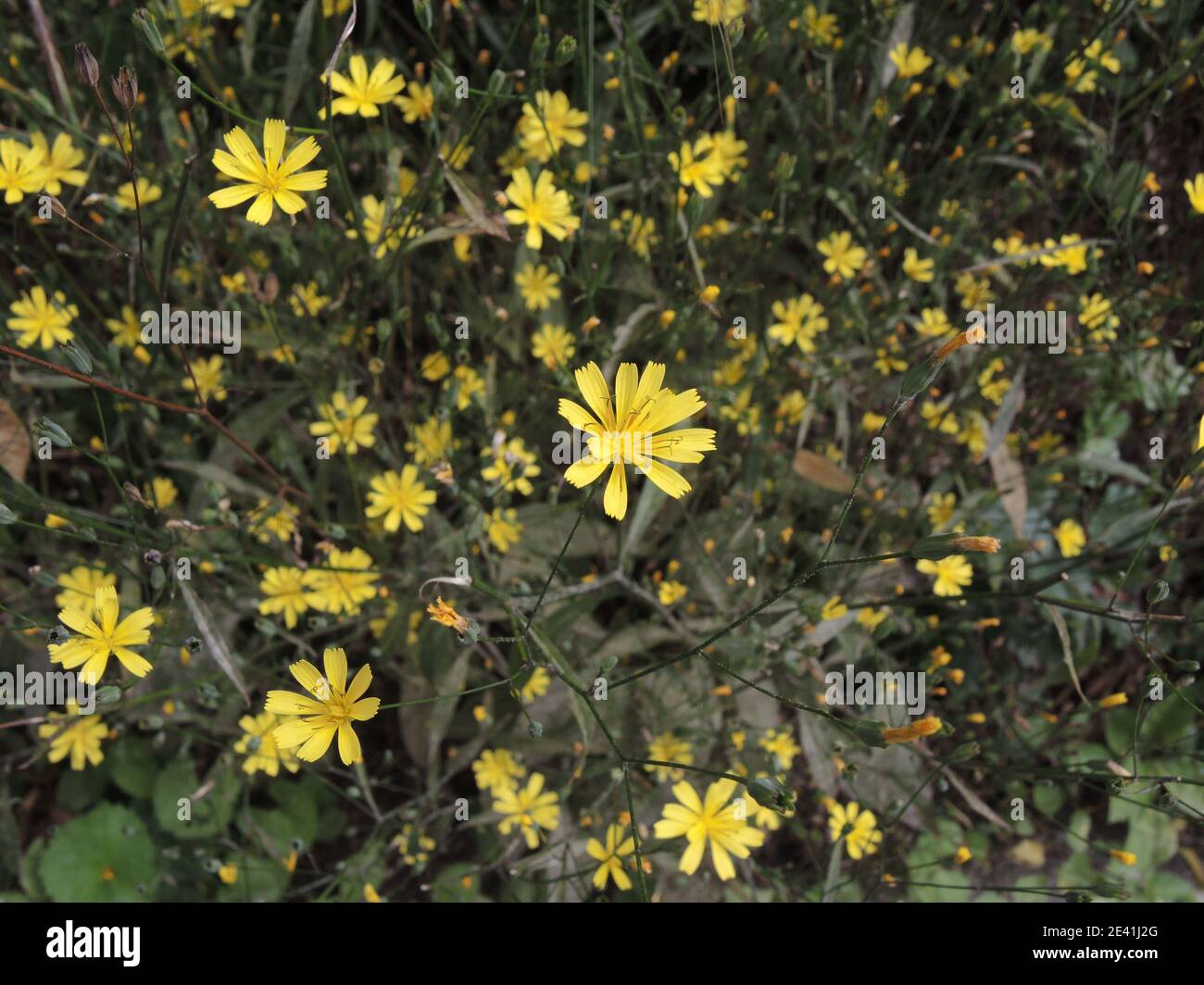 Medium nipplewort (Lapsana intermedia, Lapsana communis subsp. Intermedia), blühend, Deutschland, Nordrhein-Westfalen Stockfoto
