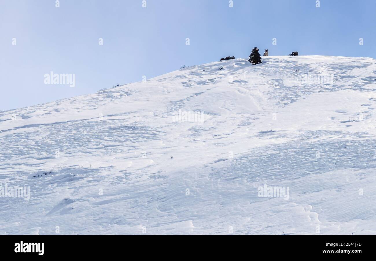 Turkestan Luchs, Boreal Luchs (Lynx Luchs isabellinus, Lynx isabellinus), sitzt auf einer Spitze des Berges, Indien, Ladakh, Hemis Nationalpark Stockfoto