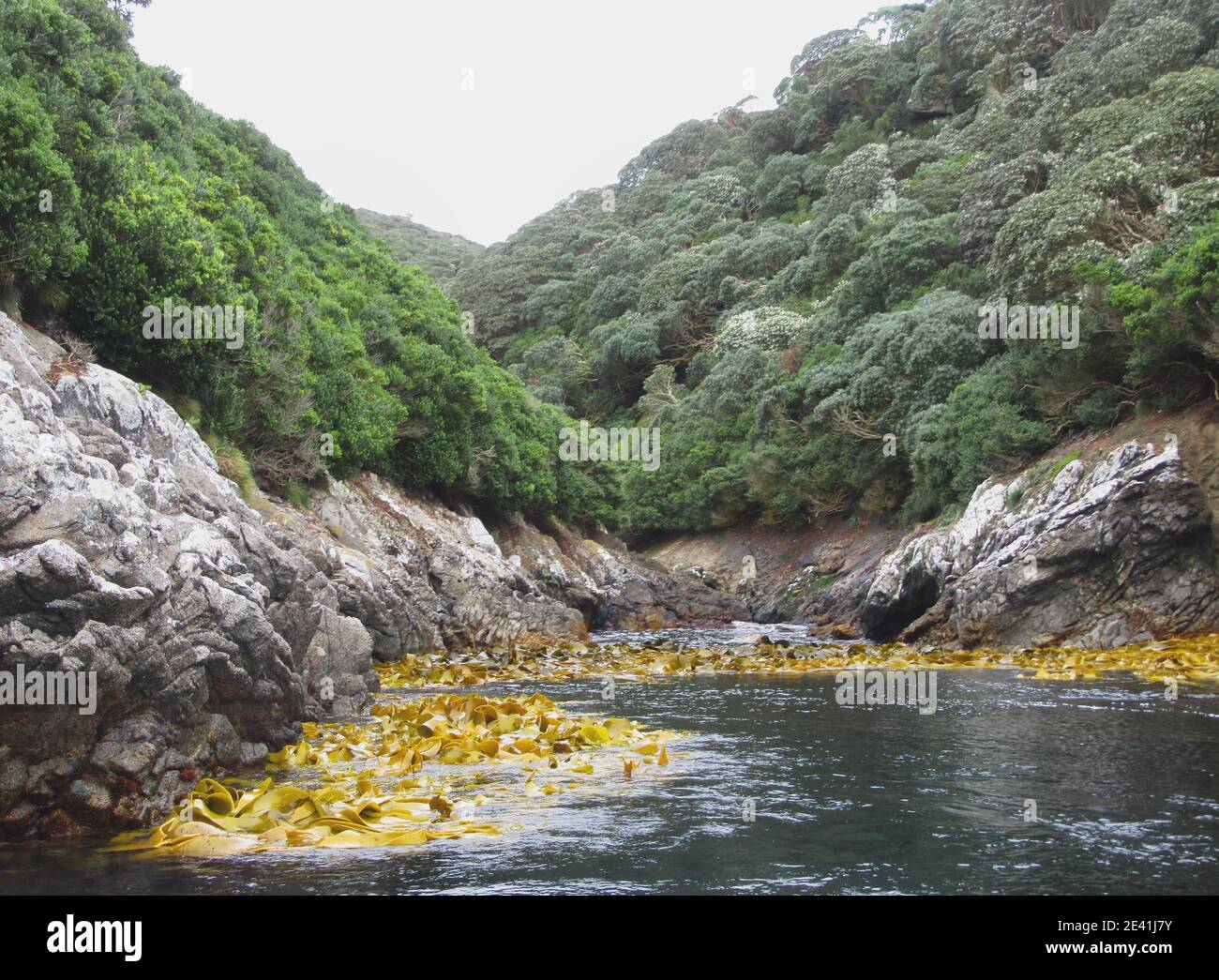 Küste der Insel Gruppe die Schlingen in Subarctic Neuseeland, Neuseeland, die Schlingen Stockfoto