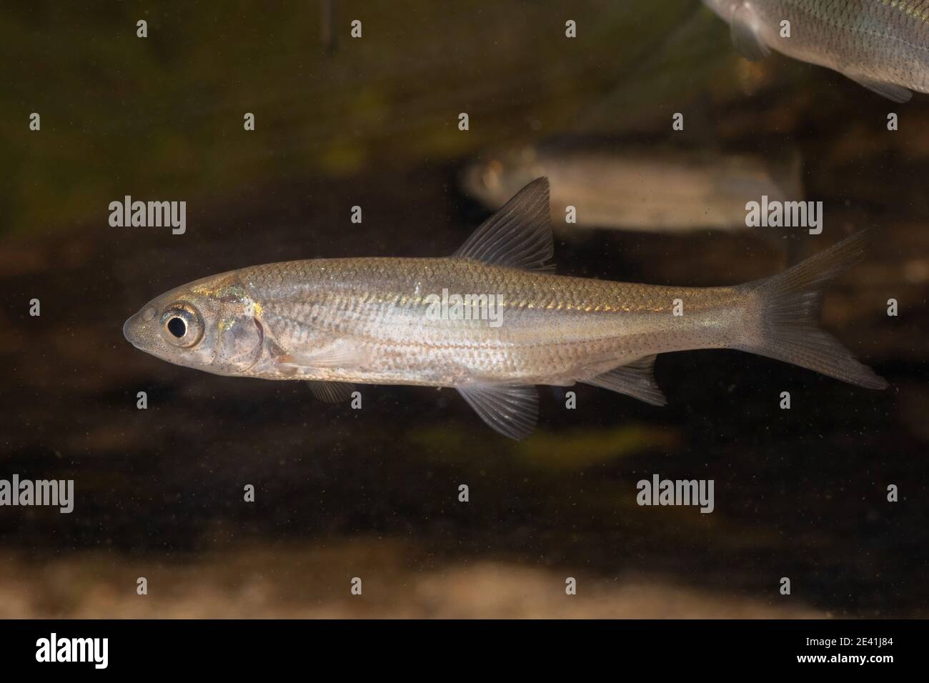 nase (Chondrostoma nasus), Mund noch nicht voll entwickelt, 6 Monate alt, Deutschland Stockfoto