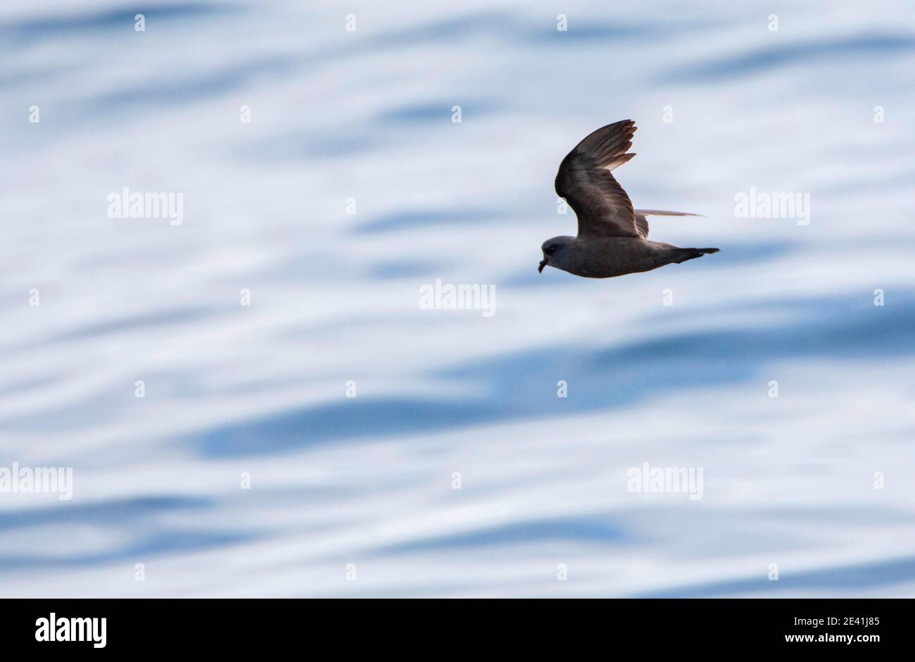 Aschiger Sturmsturmsturmsturmvogel (Oceanodroma homochroa), im Flug über den pazifischen Ozean, USA, Kalifornien, Half Moon Bay Stockfoto